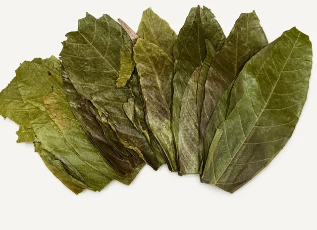 BBA catalogue photograph: Ceylon Cocoa (Cacao) Leaves – Natural Aquarium Leaf Litter
