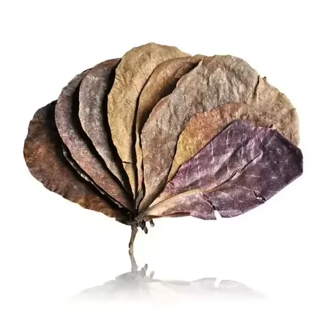 BBA catalogue photograph: Indian Almond / Catappa Leaves – Aquarium Botanicals