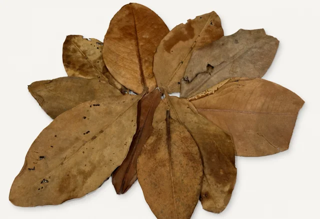 BBA catalogue photograph: Premium Mangrove Leaves – Natural Aquarium Leaf Litter