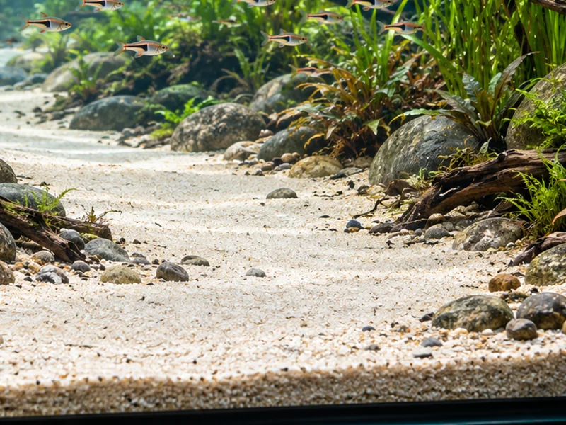 A clear sandy channel bordered by stones and aquatic plants