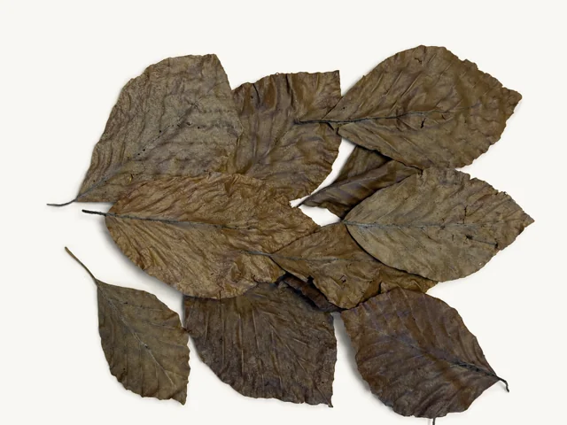 BBA catalogue photograph: Dried Beech Leaves (Fagus sp.) – Natural Aquarium Leaf Litter