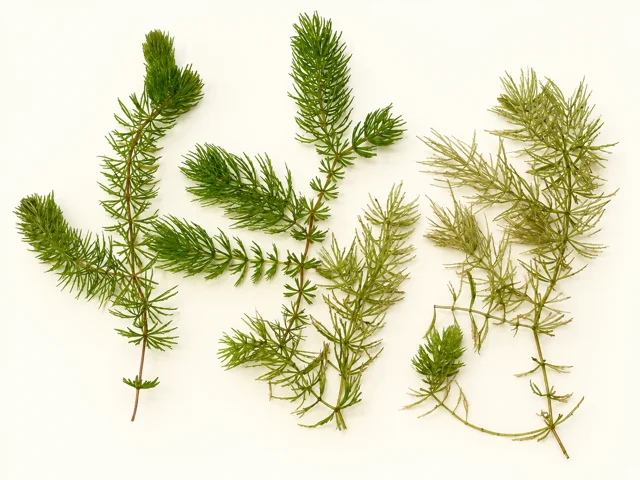 BBA catalogue photograph: Ceratophyllum demersum – Hornwort Fresh Cuttings