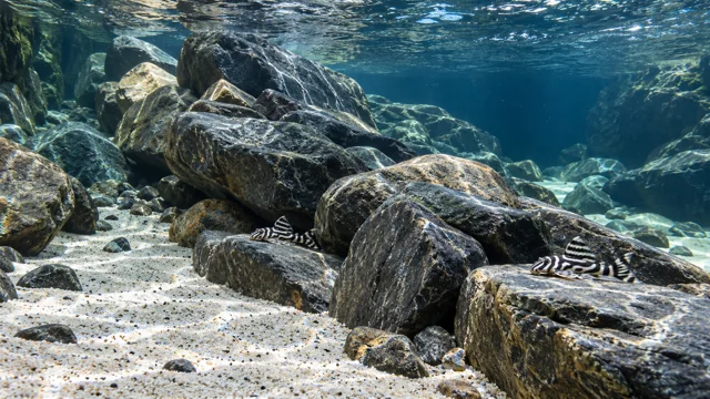Clear rocky-river aquarium with zebra plecos and open pale sand
