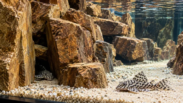 Two cream-and-black maze-patterned L236-type Hypancistrus in a warm-toned rock shelter system