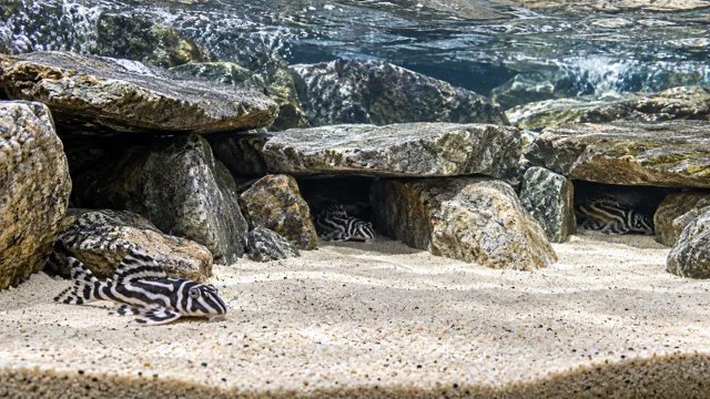Zebra plecos with bold black and white bands using separate grey rock galleries above pale sand