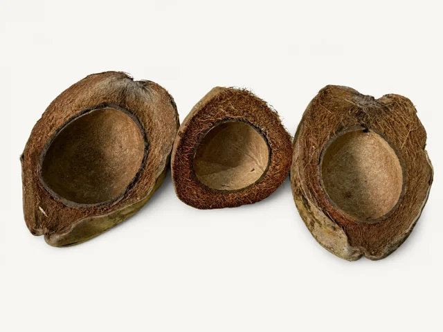 BBA catalogue photograph: Coconut Cup (Cocos nucifera) – Natural Botanical Cave