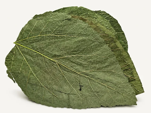 BBA catalogue photograph: Dried Mulberry Leaves – Aquarium Shrimp Food & Leaf Litter